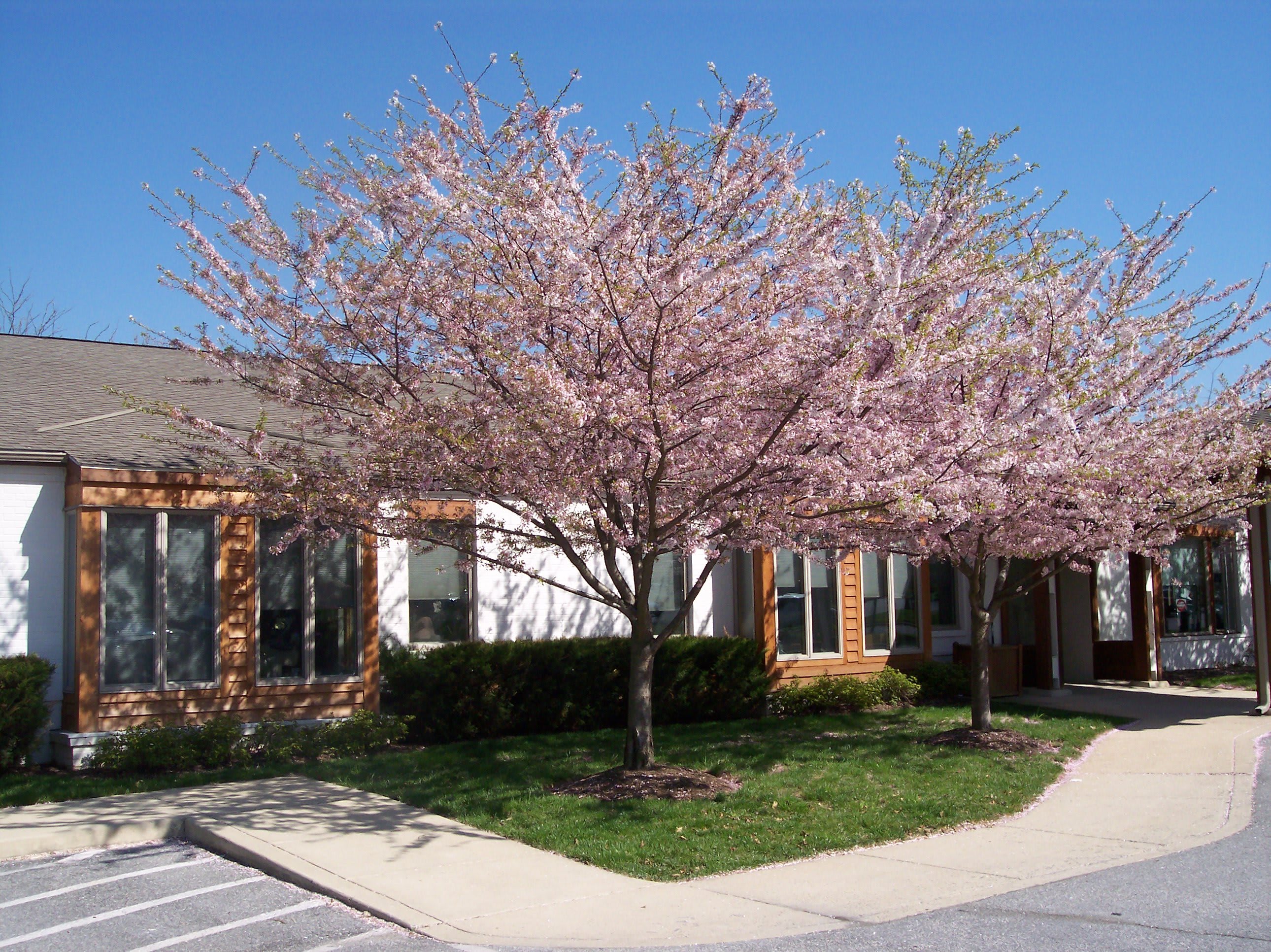 Winter Growth - Maryland Memories